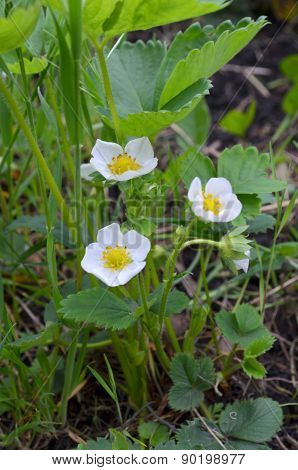 Strawberry blossoms