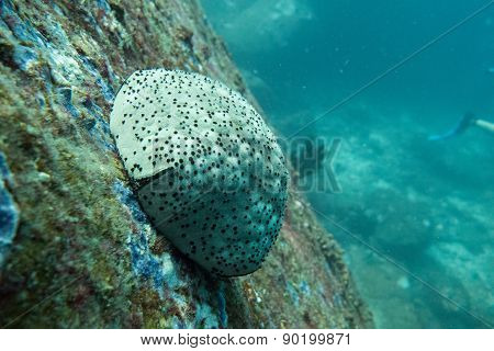 Sea urchin