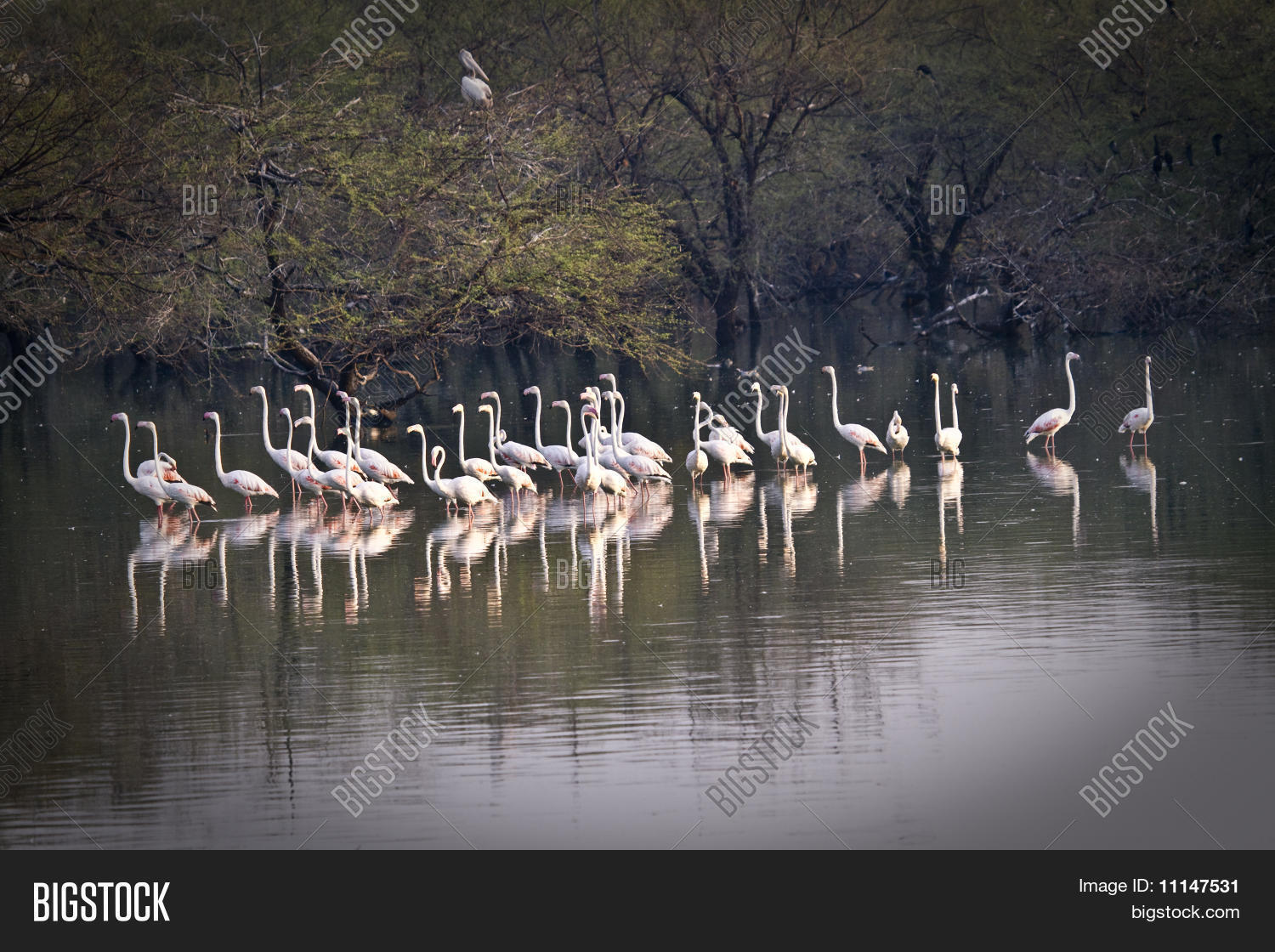 Image Preview