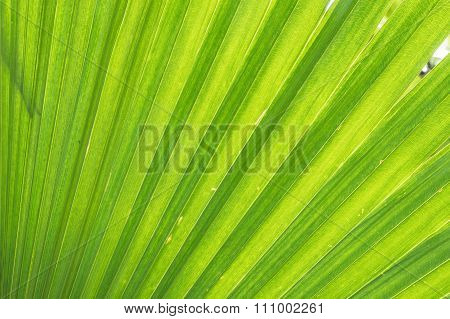 Closeup At Green Leaf Of Green Palm Tree Background