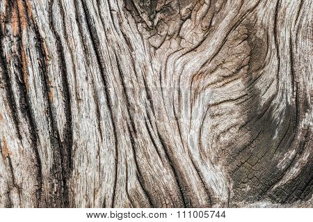 Closeup Old And Dried Wood Pattern At The Timber Texture Background