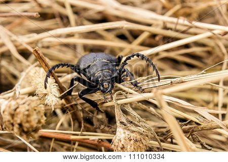 Beetle and a fly