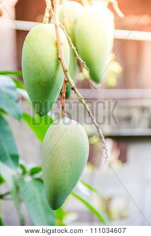 Close Up Of Mangoes On A Mango Tree