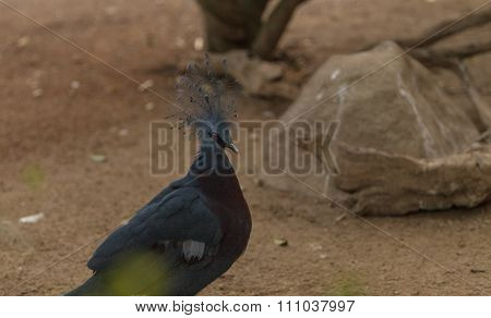 Victoria crowned pigeon, Goura victoria