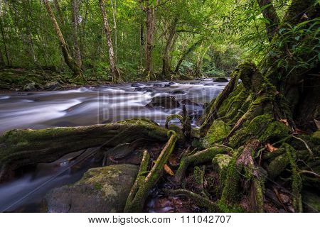 Deep forest waterfall, with slow motion wave.