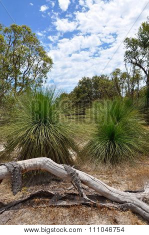 Draped in Australian Bushland