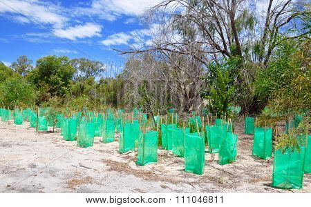 Bibra Lake Reserve: Conservation