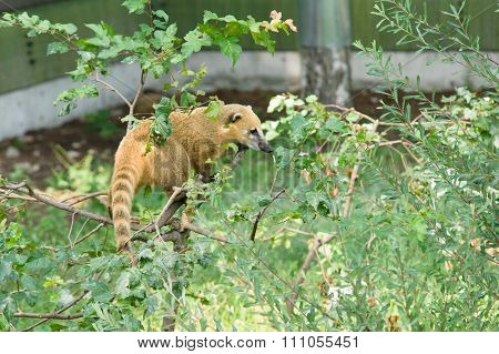 Raccoon Nasuella Olivacea