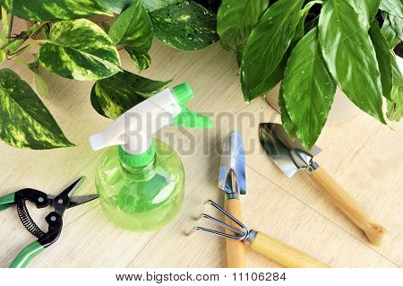 Plantas de casa e ferramentas de jardinagem