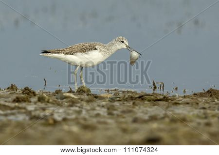 Common Greenshank With A Fish