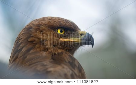 Birds Of Prey - Aquila Pomarina - Lesser Spotted Eagle