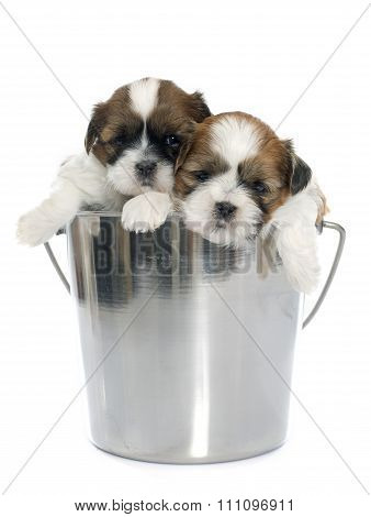 Young Puppies Shitzu