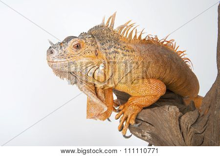 Common Iguana (red Morph) Close-up..
