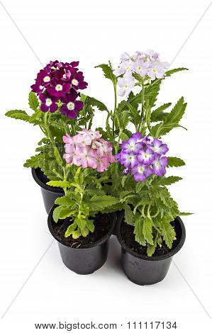 Verbena flower, Verbena hybrida