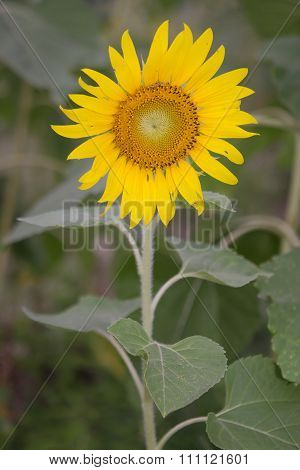Sunflower Garden With Blue Sky In Background