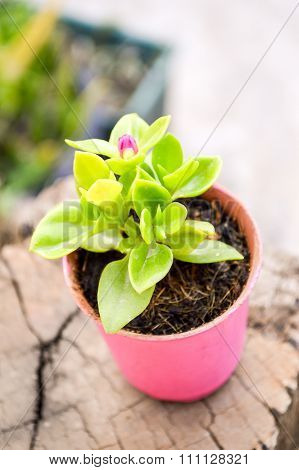 aptenia cordifolia flower