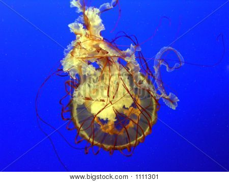 Jelly Fish Meer Brennnessel