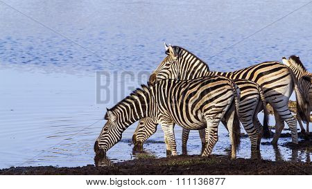 Burchell's Zebra In Kruger National Park