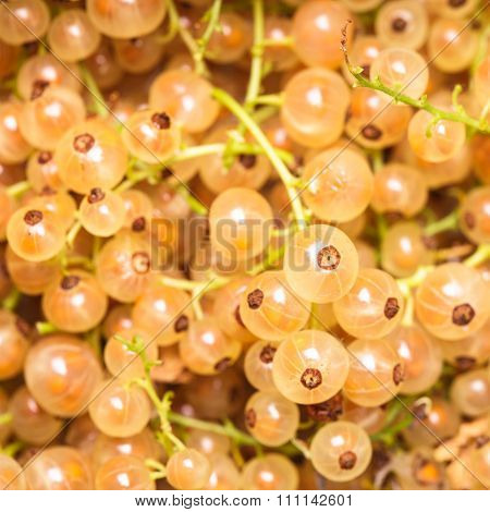 White currant fuits