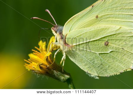 Butterfly On Yellow Flower Collects Nectar