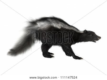 Striped Skunk On White