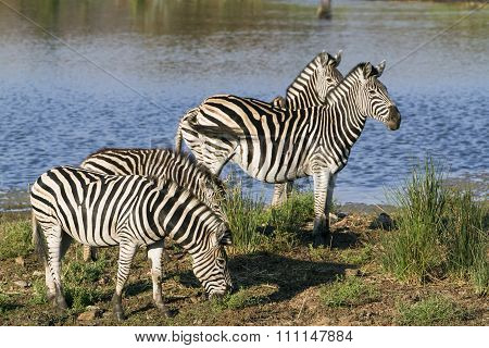 Burchell's Zebra in the riverbank, In Kruger National Park