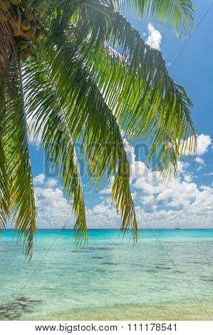Paradise View Of Rangiroa Atoll, French Polynesia