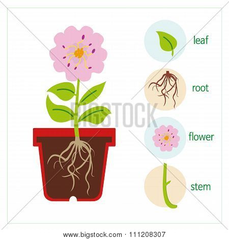 Plant body