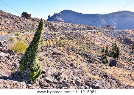 Tajinaste Flower of Tenerife Island