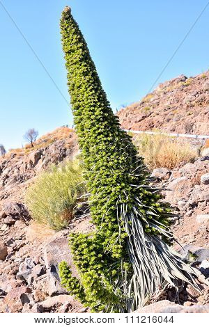 Tajinaste Flower of Tenerife Island