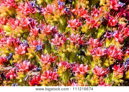 Tajinaste Flower of Tenerife Island