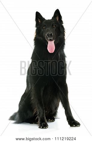 Belgian Shepherd Groenendael