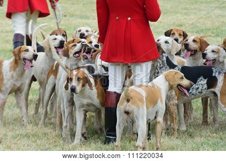 Foxhounds with hunter on foot