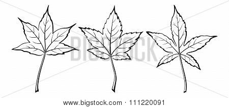 Liquidambar Styraciflua Leaves