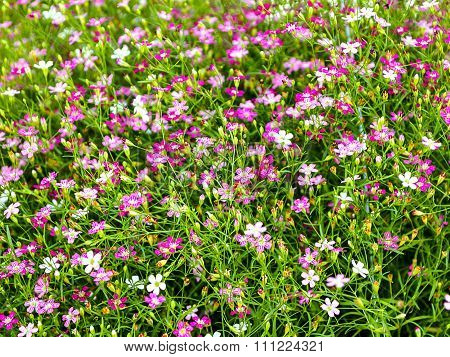 gypsophila flower in garden