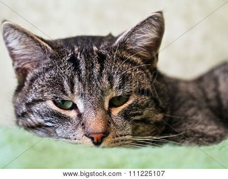 Closeup Portrait Of Green-eyed Cat
