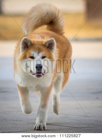 Shiba-Inu Japanese Dog Portrait. Young Akita Inu Dog Looking for