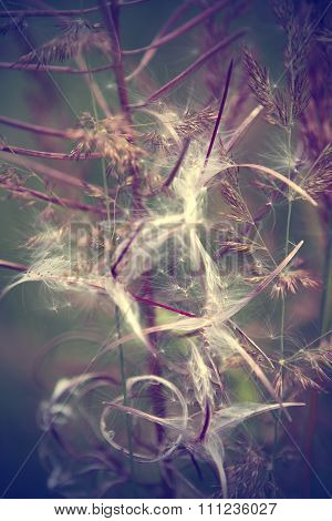 Grass ears close up. dandelion