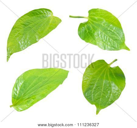Set Of Wildbetel Leafbush On White Background