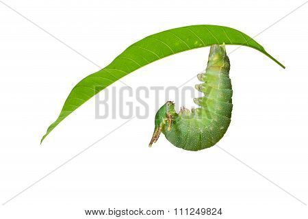 Caterpillar Of Tawny Rajah Butterfly Before Molting To Pupa
