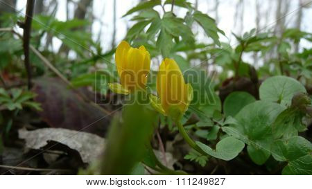 Kingcup Flowers