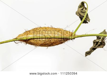 Chrysalis Of Golden Emperor Moth ( Loepa Sikkima )