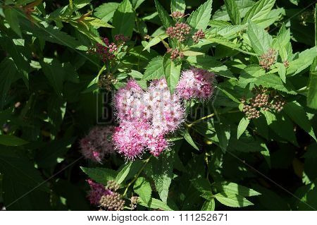 Japanese Spiraea