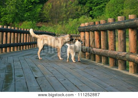 Dogs Playing