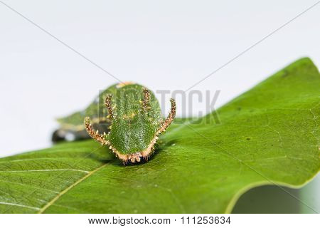Caterpillar Of Tawny Rajah Butterfly