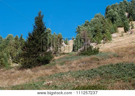 Vegetation Of High Mountains In Summer