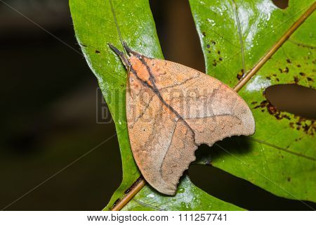 Prominent Moth On Green Leaf