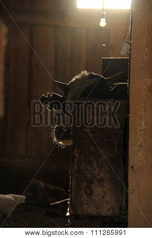 Cow In A Dark Barn