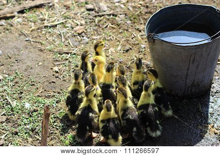 Brood Of Ducklings