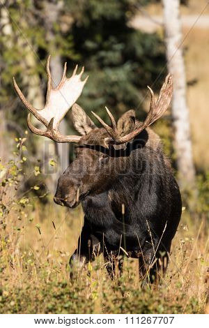 Bull Shiras Moose